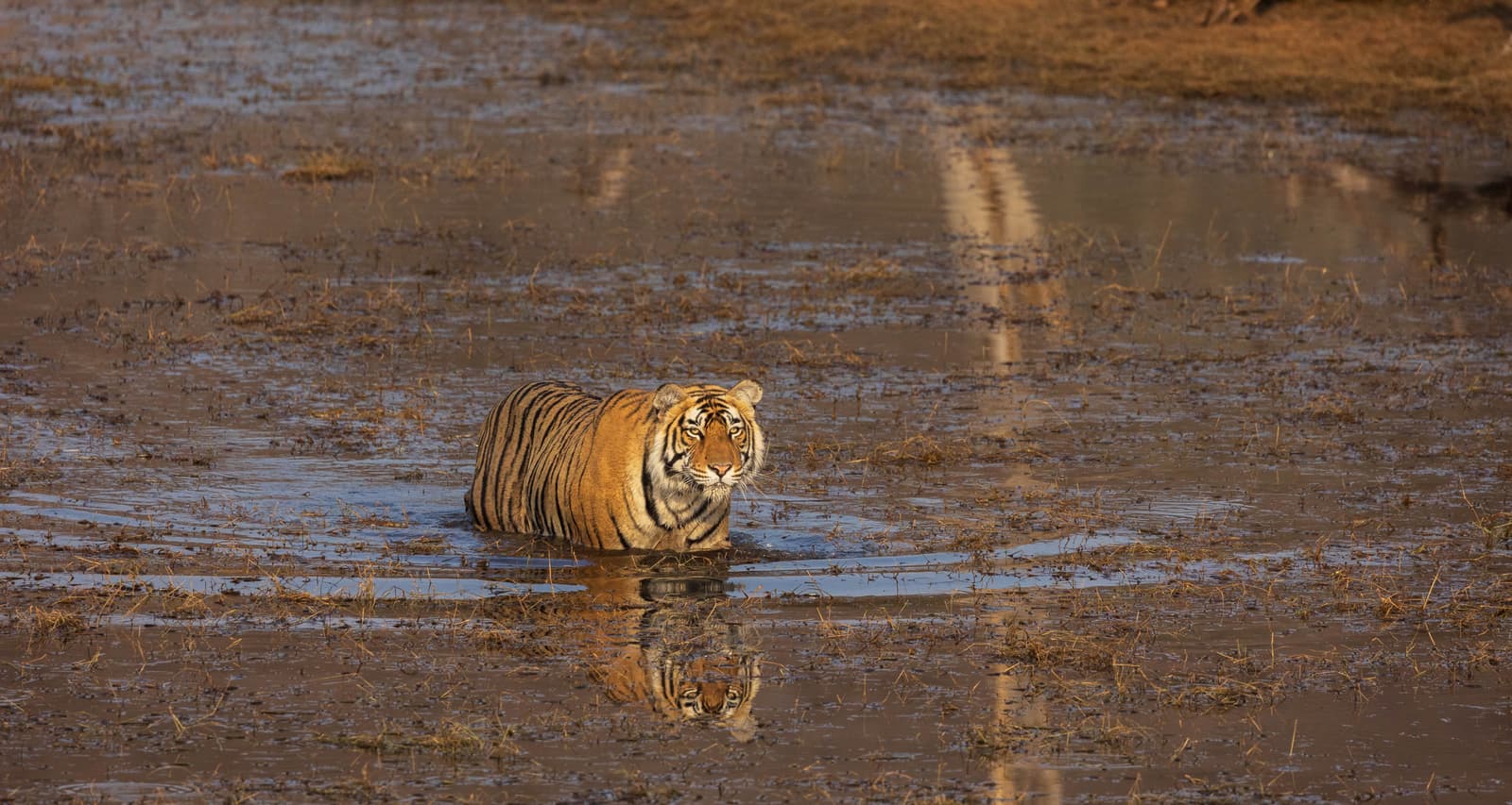Bengal tiger in Ranthambore National Park