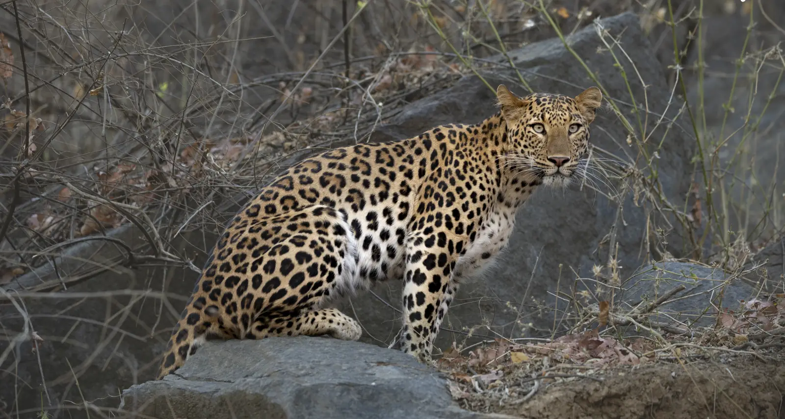 Leopard in Kachida Valley, Ranthambore