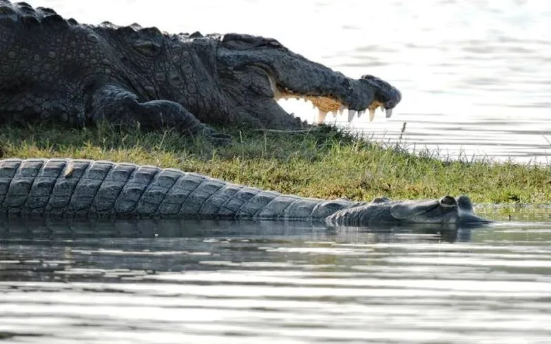 Marsh crocodile basking at a Ranthambore lake