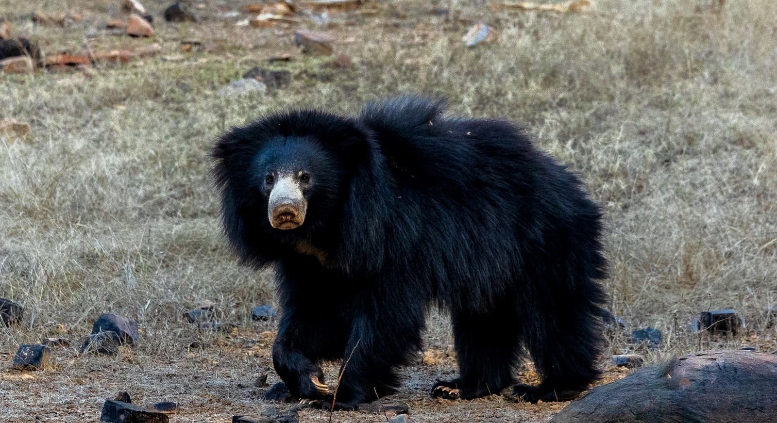 Sloth bear foraging in Ranthambore forest