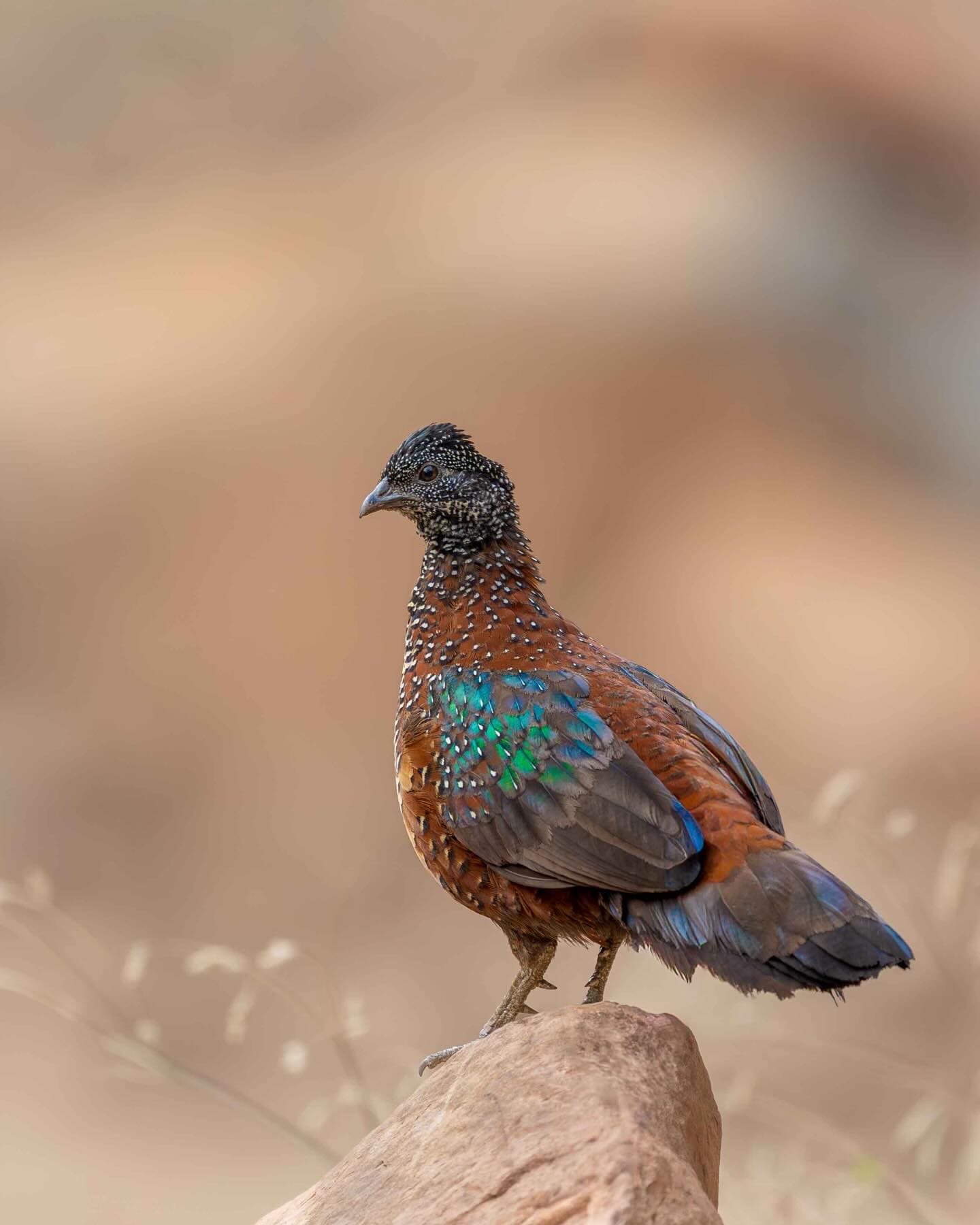 Bird watching in Ranthambore National Park