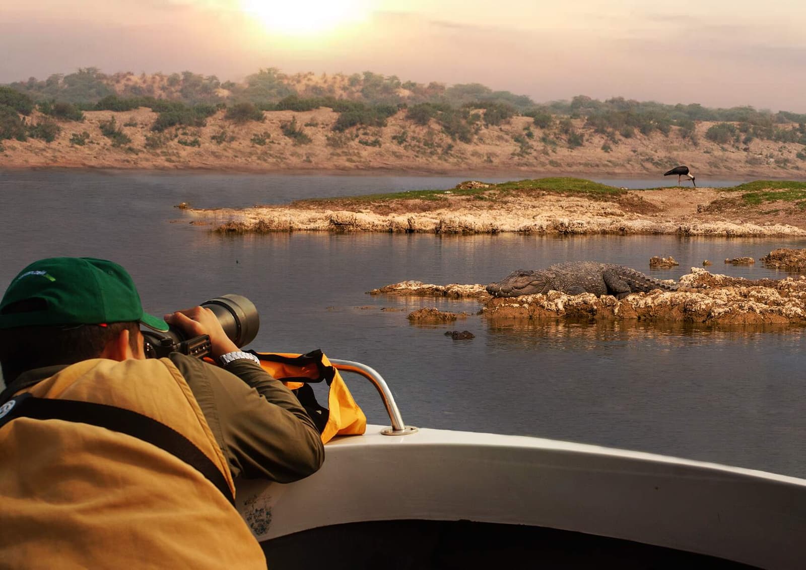 Gharial on the Chambal River near Ranthambore