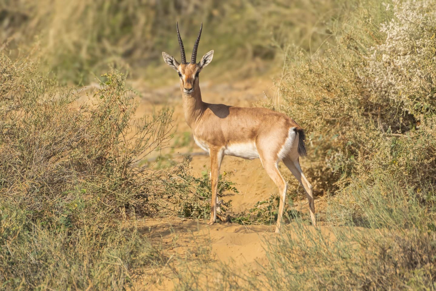 Chinkara gazelle in Ranthambore buffer zone