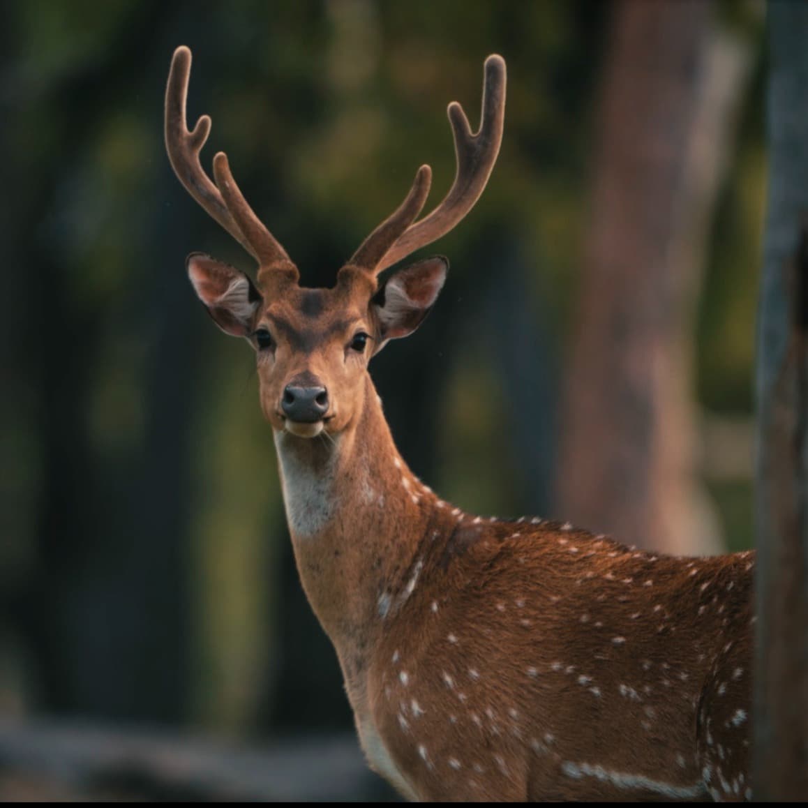 Spotted deer grazing on a Ranthambore safari trail
