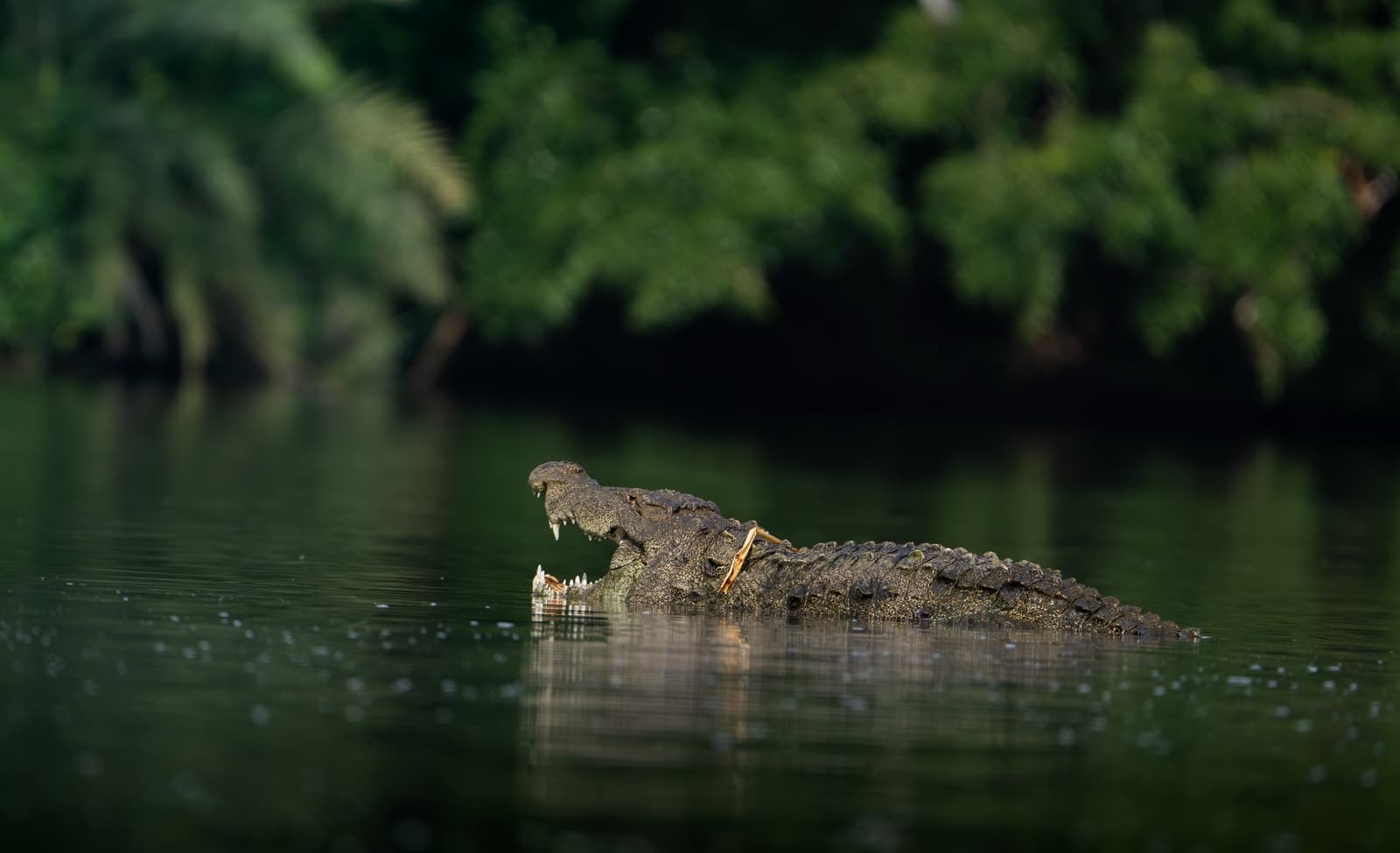 Marsh crocodile basking at a Ranthambore lake