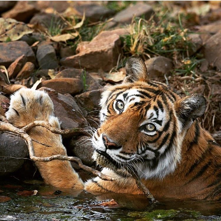 Tiger Jhumroo in Ranthambore National Park