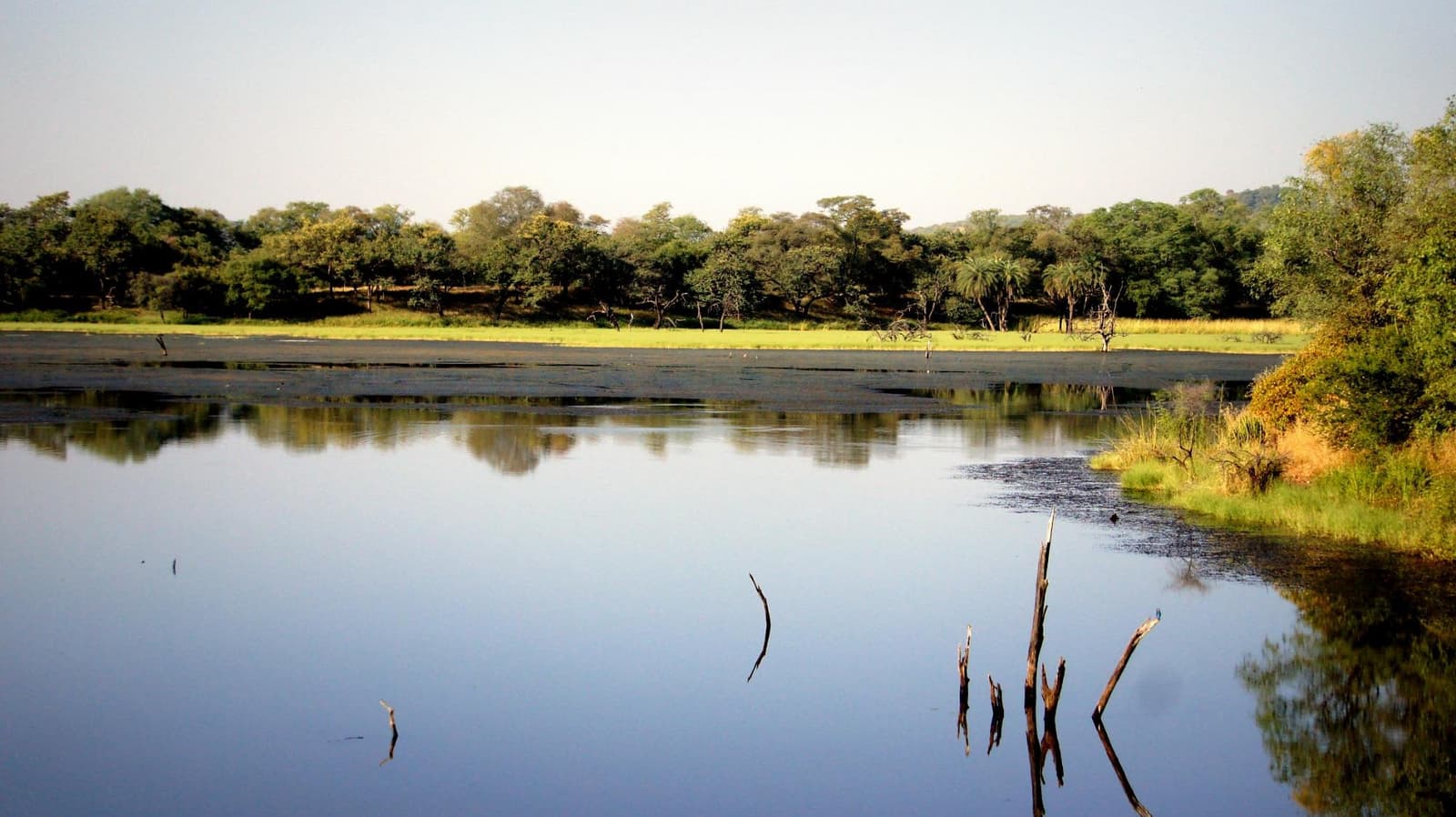 Malik Talao with wading birds and crocodiles