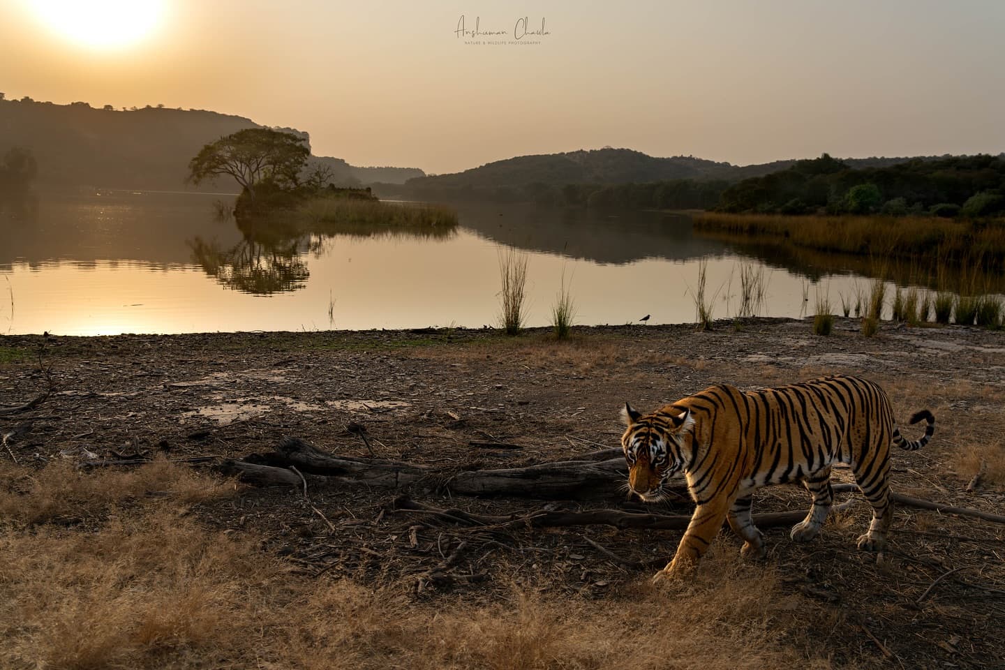 Padam Talao lake with water lilies in Ranthambore