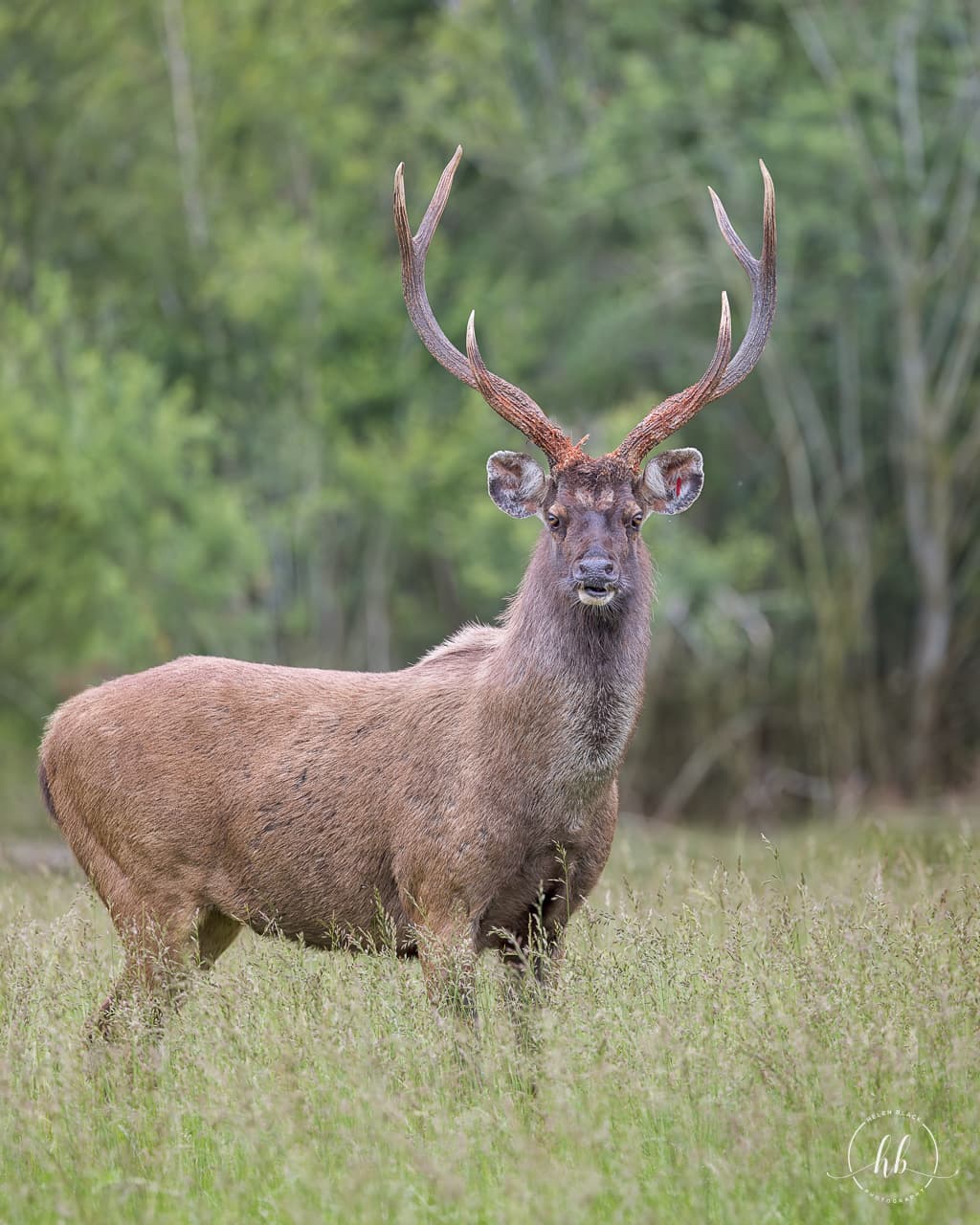 Sambar deer in Ranthambore woodland