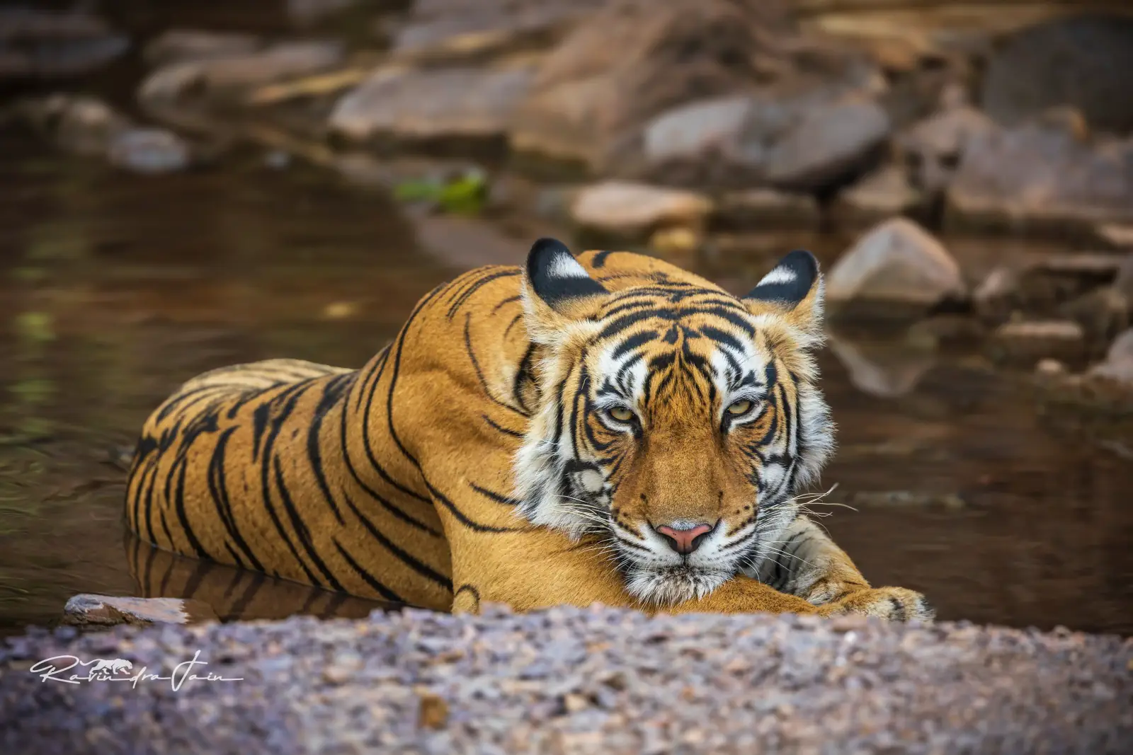 Tigress MT-2 in Ranthambore National Park