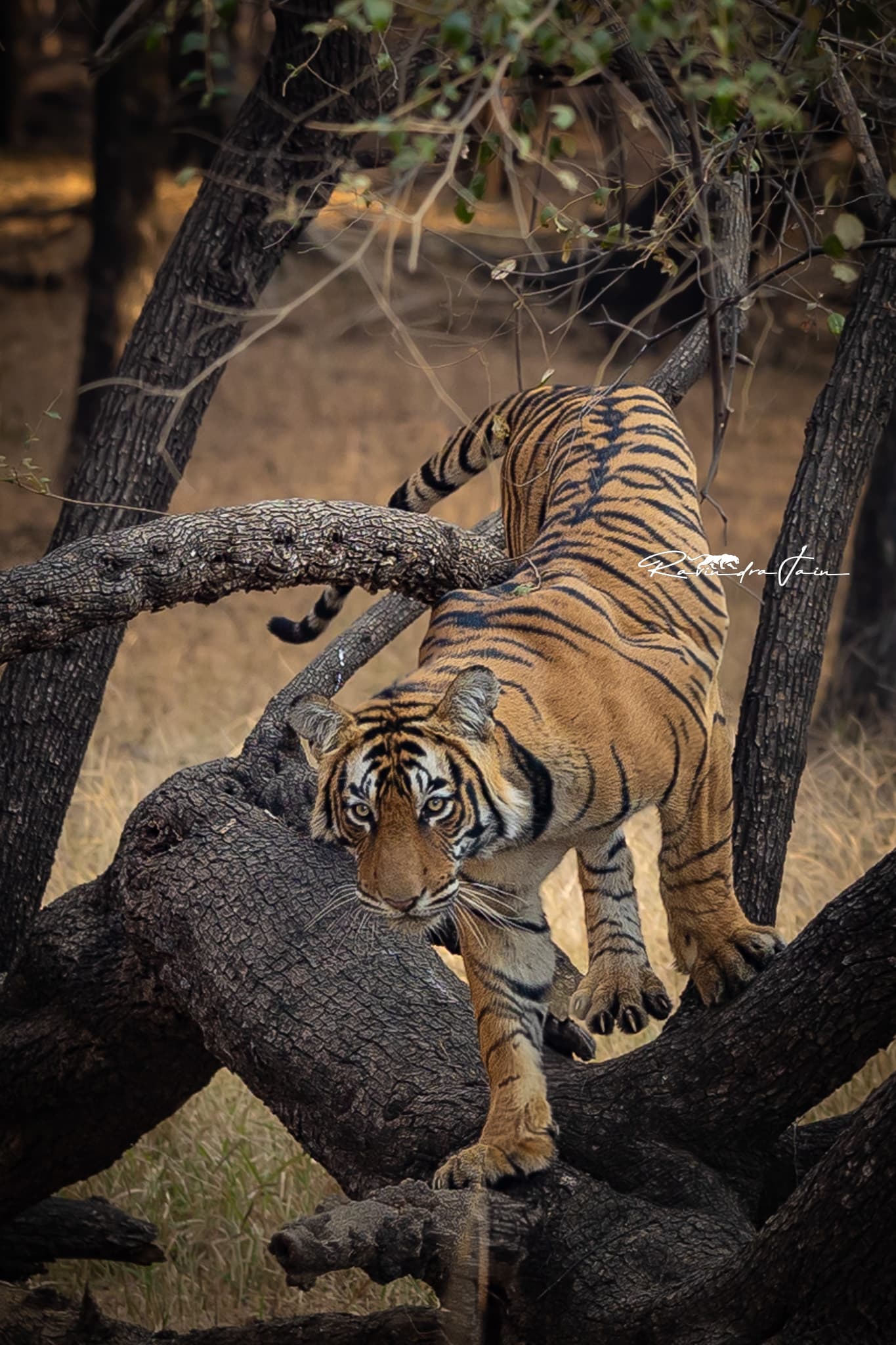 Tiger T-98 in Ranthambore National Park