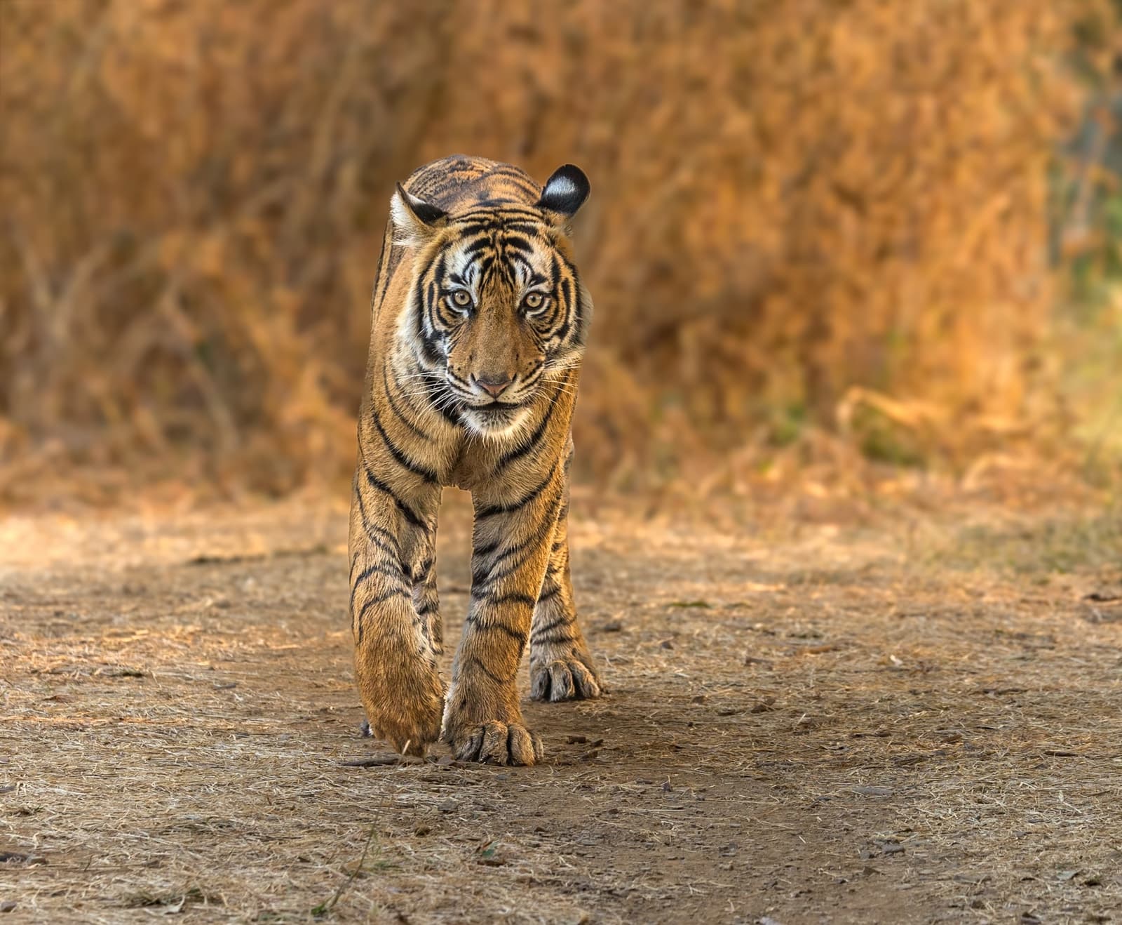 Two tigers walking through Ranthambore grassland