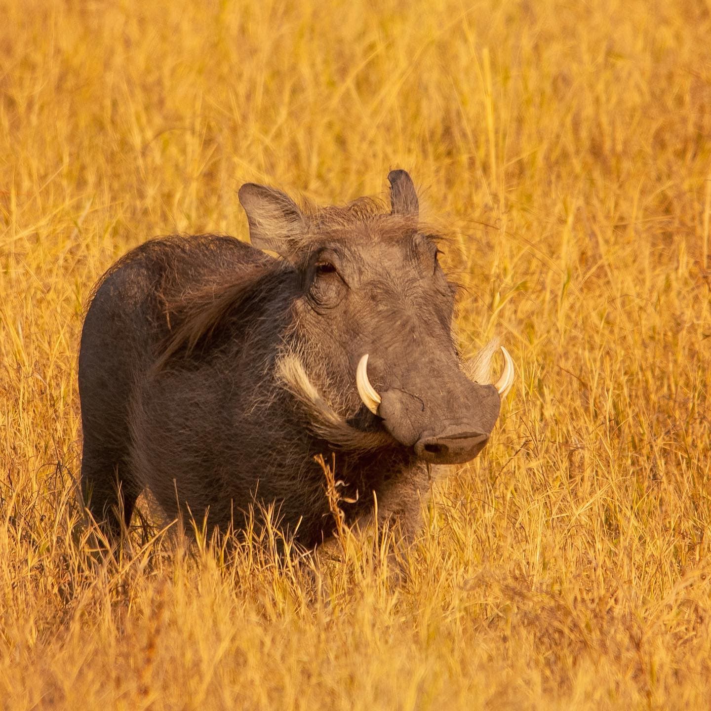 Wild boar near a Ranthambore lake