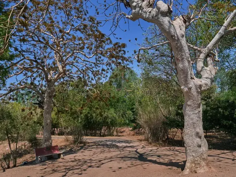 Pale-barked tree in Ranthambore woodland