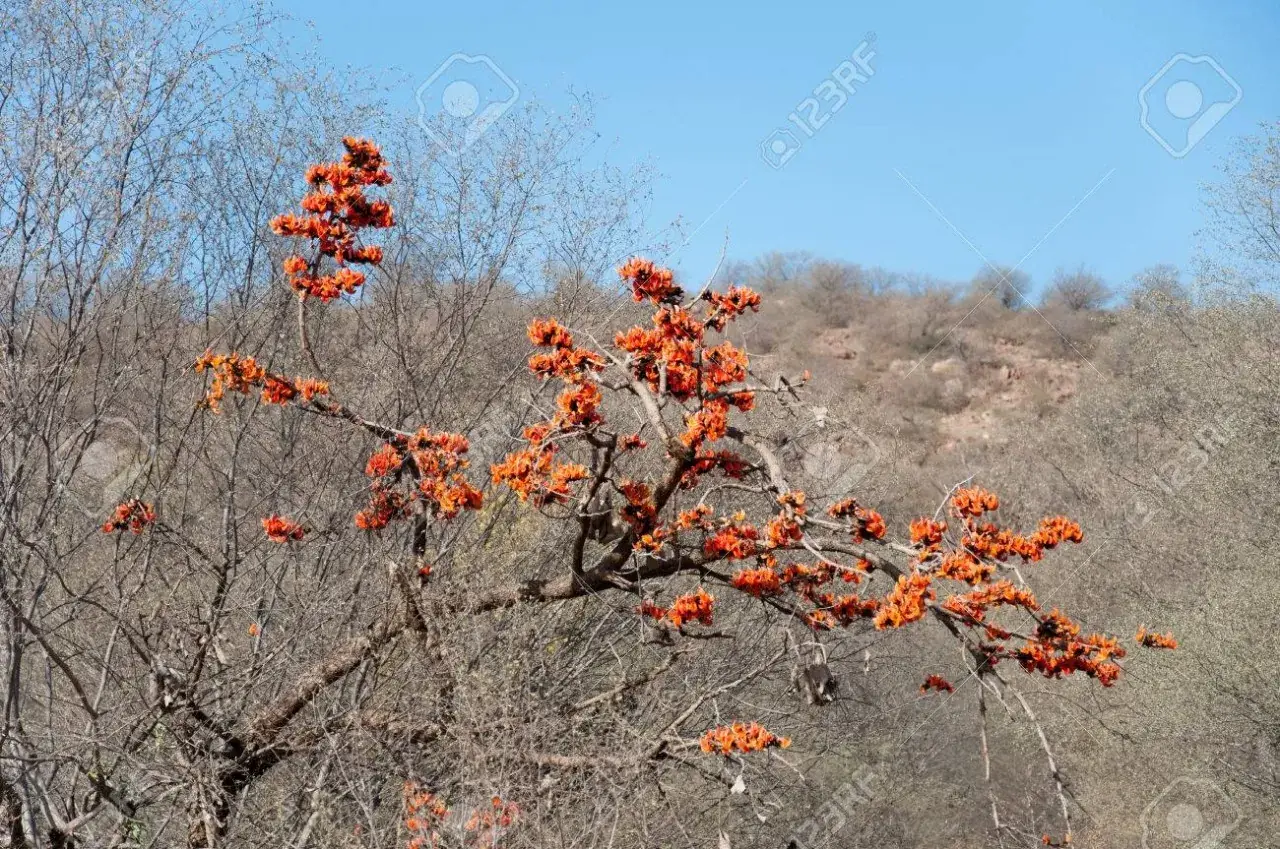 Flowering tree in Ranthambore spring landscape
