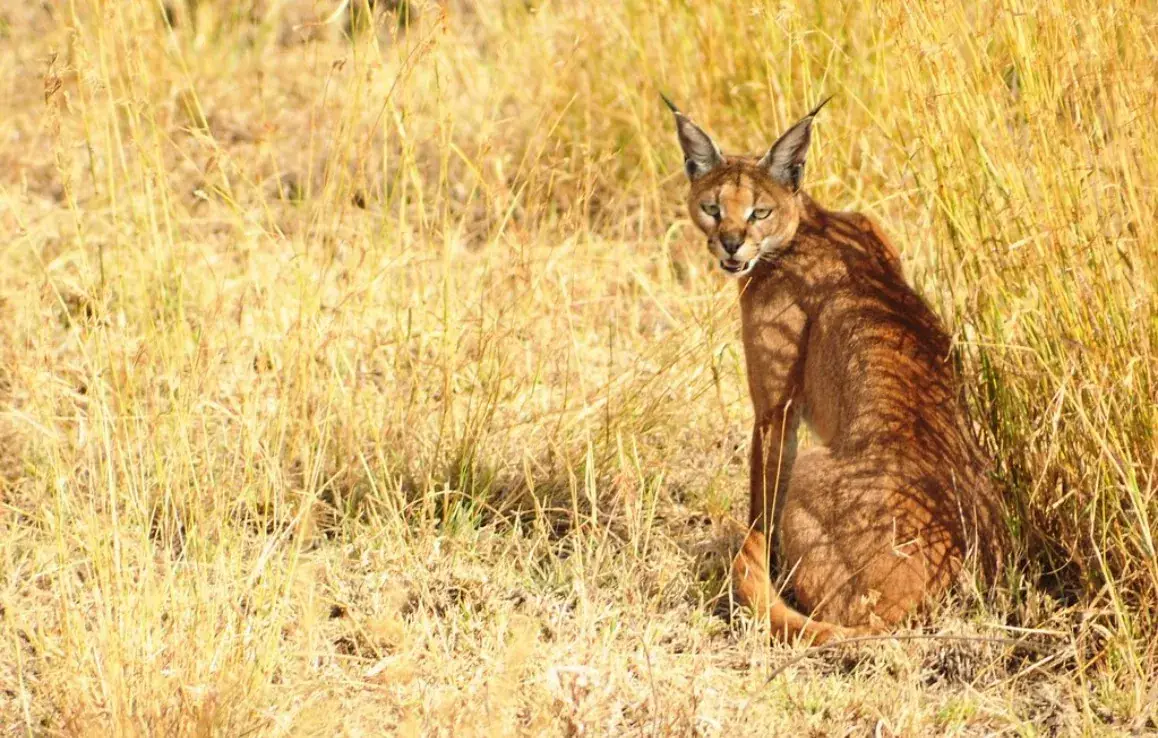 Carnivore species in Ranthambore rocky terrain