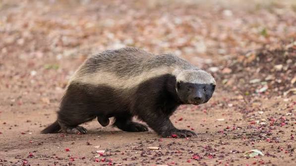 Honey badger habitat in Ranthambore woodland