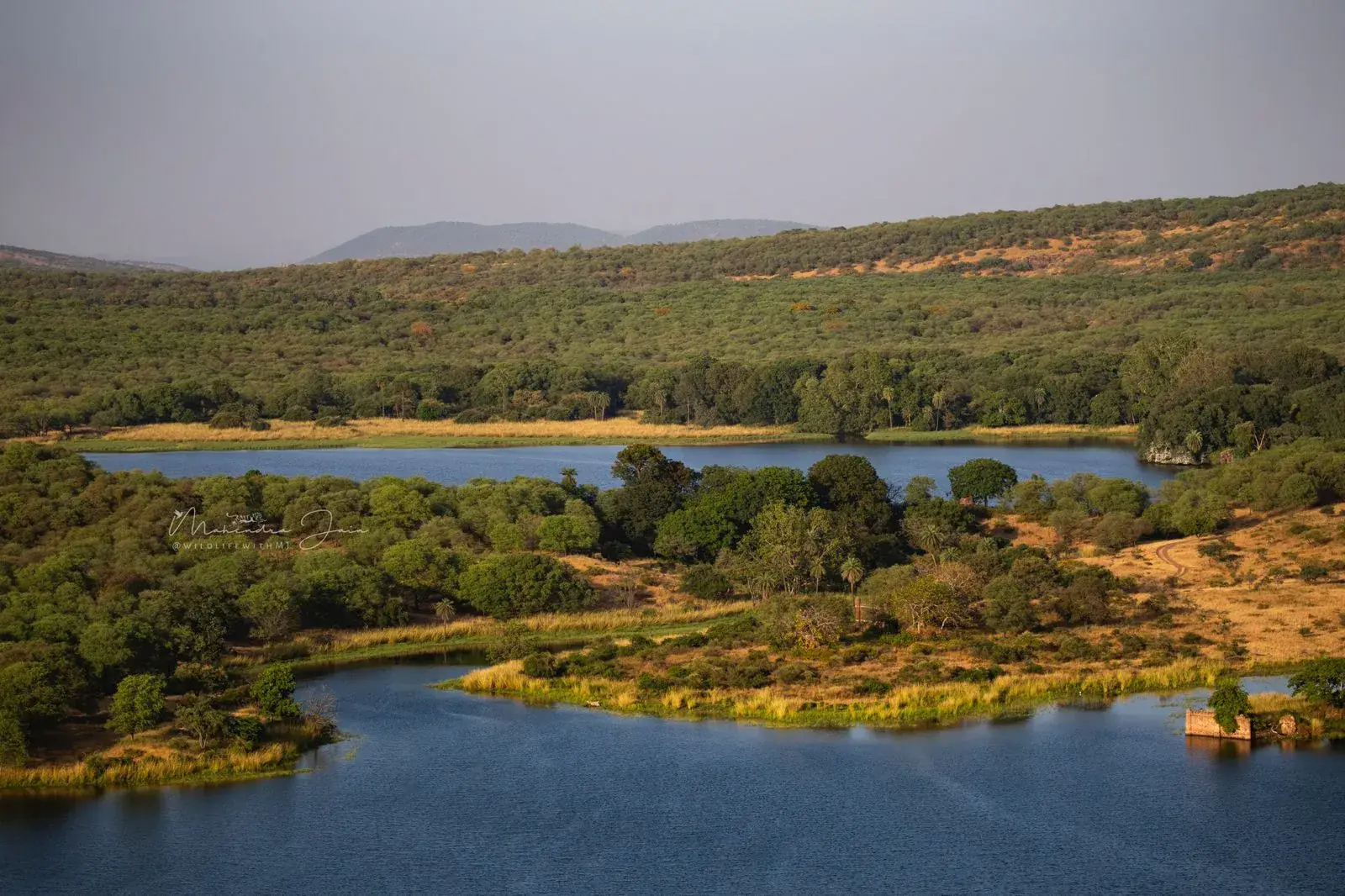 Royal Bengal Tiger in Ranthambore National Park