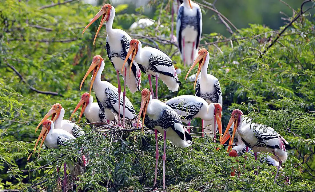 Painted storks and wading birds at a Ranthambore lake