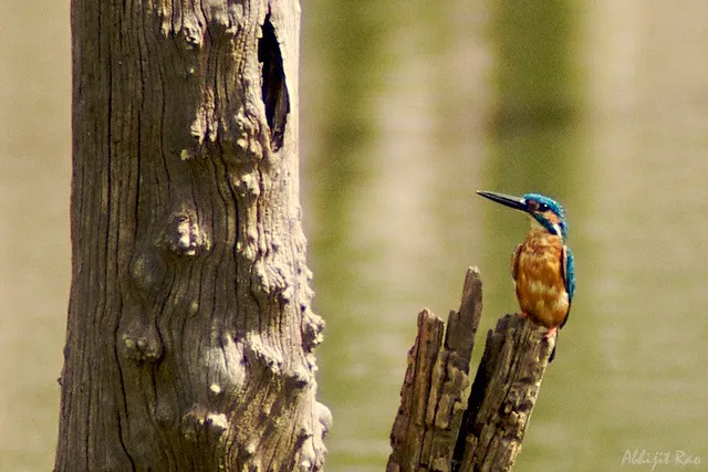 Birdlife around Ranthambore's wetlands