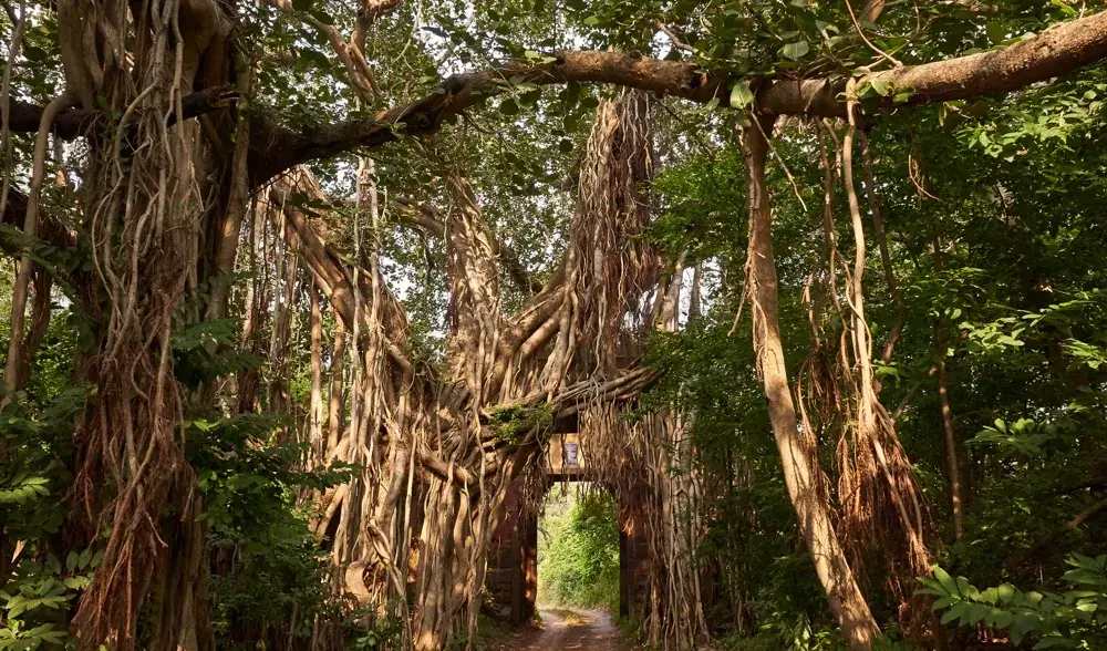 Ancient banyan tree in Ranthambore forest
