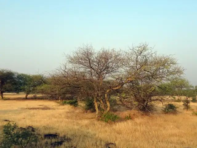 Dhok forest landscape in Ranthambore
