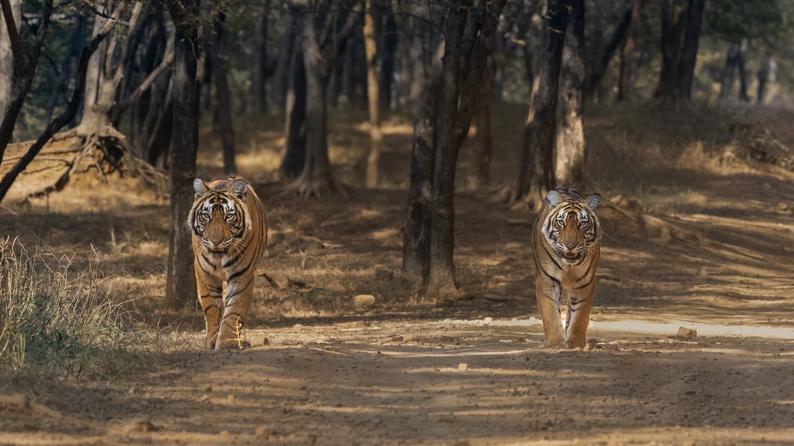 Tigress T-19 in Ranthambore National Park