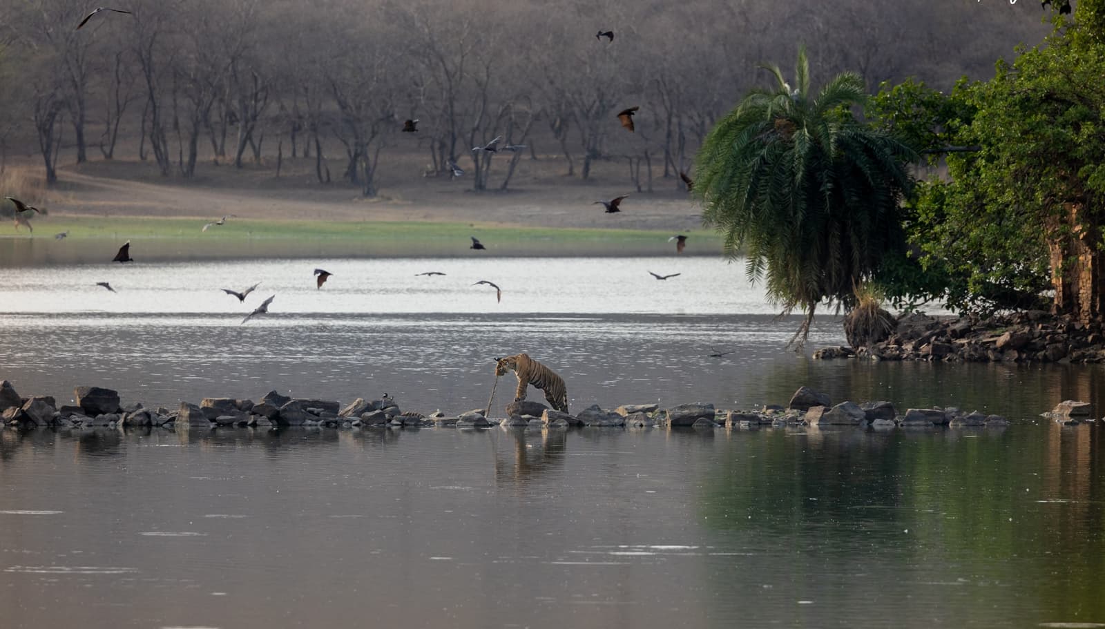 Tiger Sitara in Ranthambore National Park