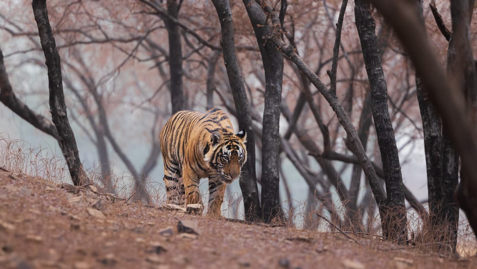 Tigress Riddhi in Ranthambore National Park