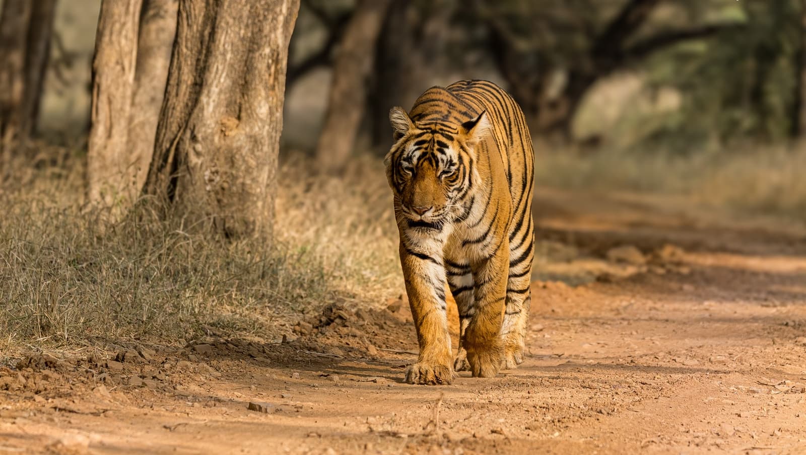 Tigress Junglee in Ranthambore National Park