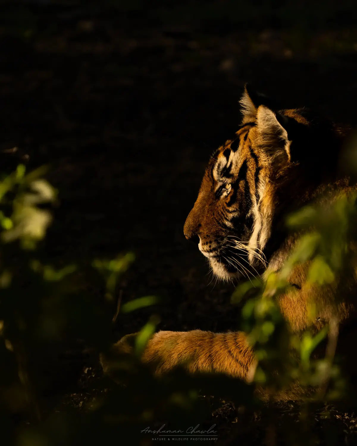 Tiger portrait in dramatic golden light at Ranthambhore